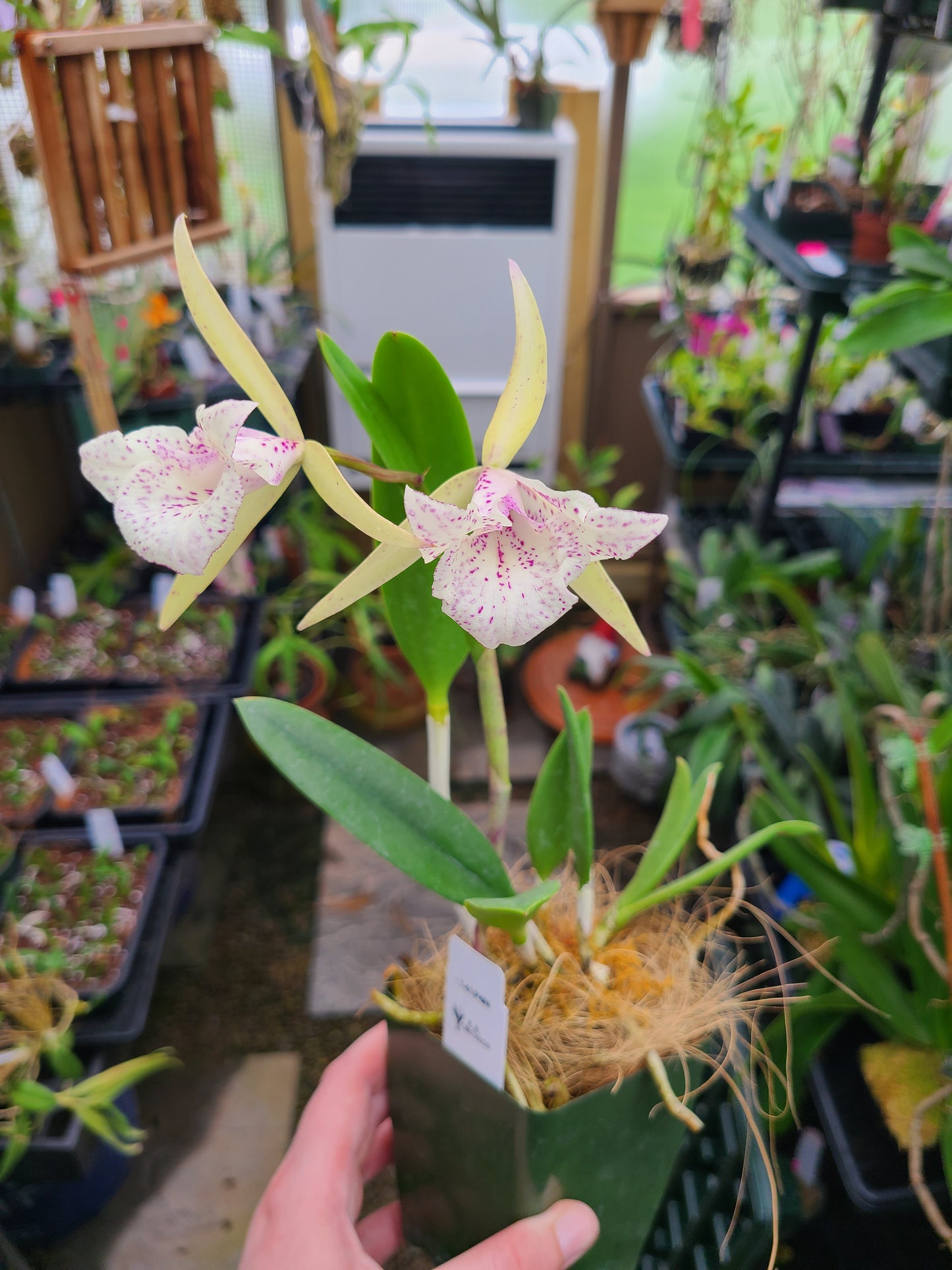 Brassocattleya Valencia Beauty (peloric)
