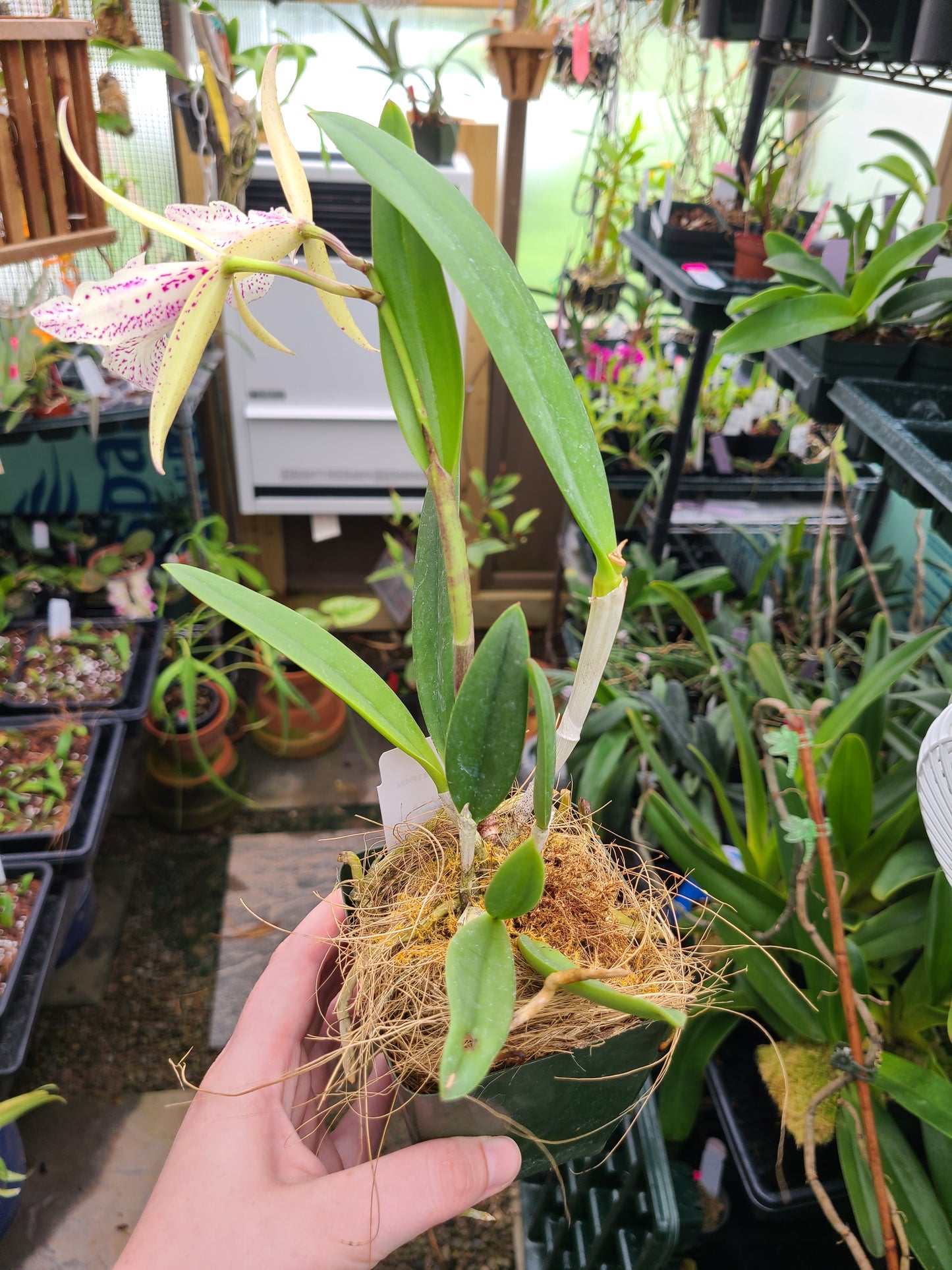Brassocattleya Valencia Beauty (peloric)