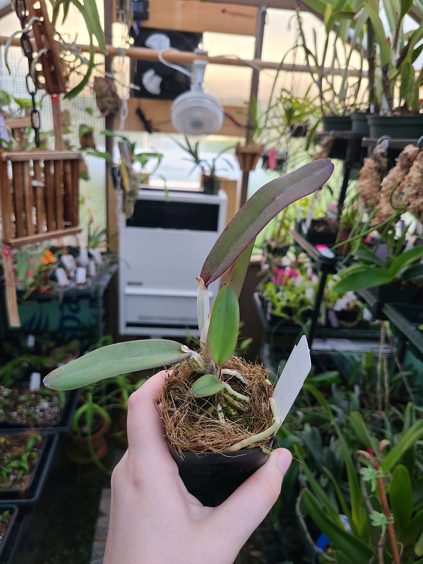 Cattleya Antigone
