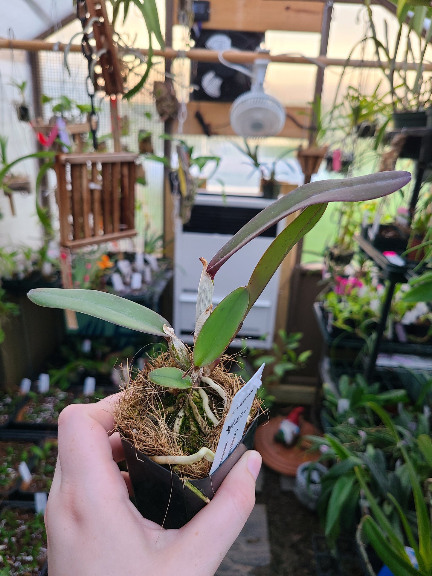 Cattleya Antigone