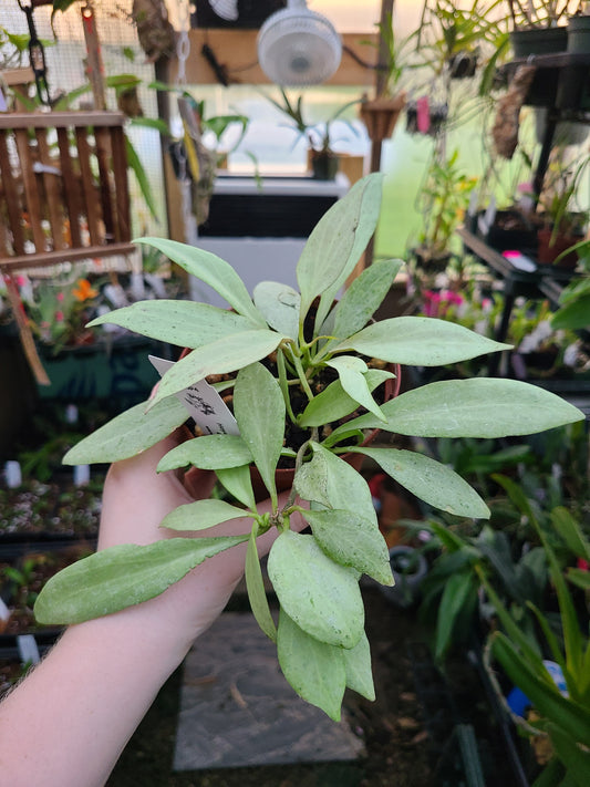 Hoya nicholsoniae 'New Guinea Ghost'