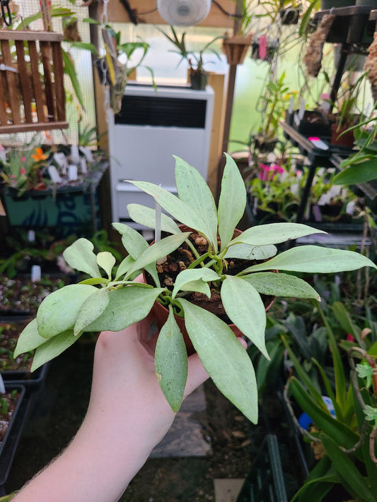 Hoya nicholsoniae 'New Guinea Ghost'