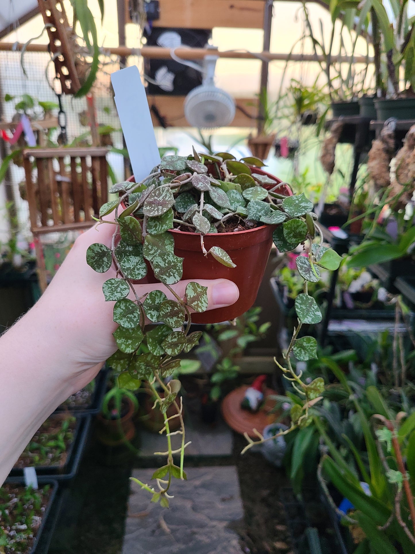 Hoya curtisii