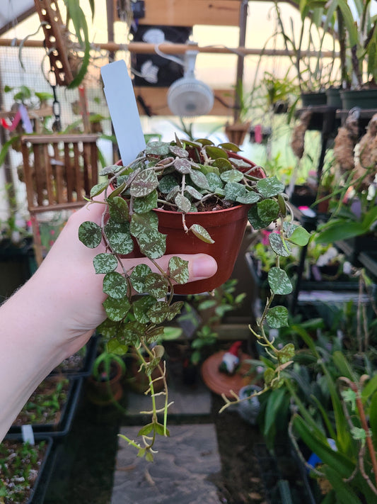 Hoya curtisii