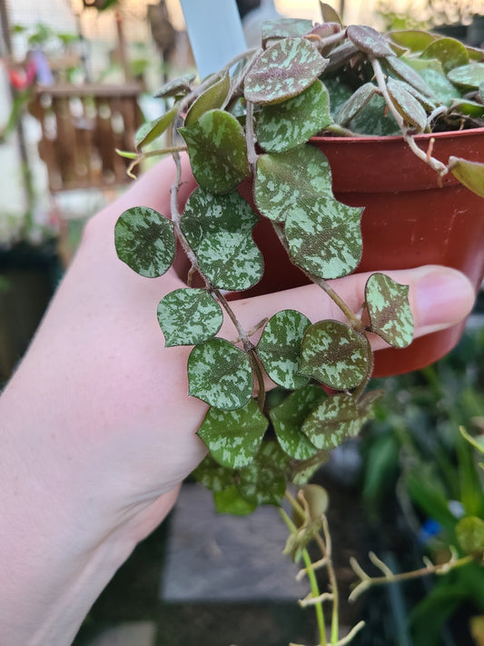 Hoya curtisii