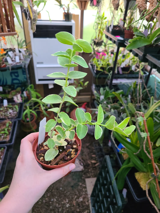 Hoya cumingiana albo