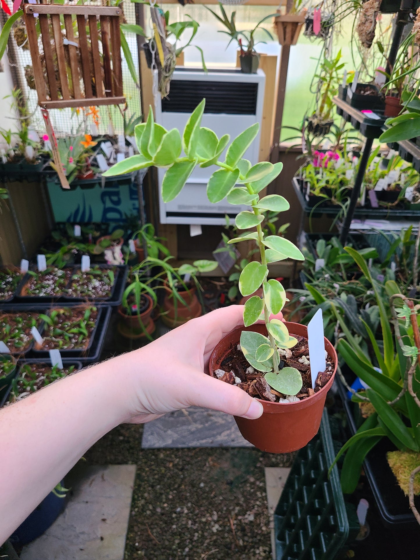 Hoya cumingiana albo