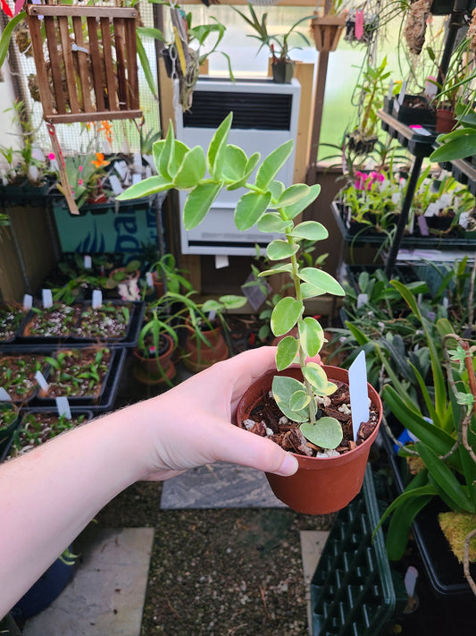 Hoya cumingiana albo