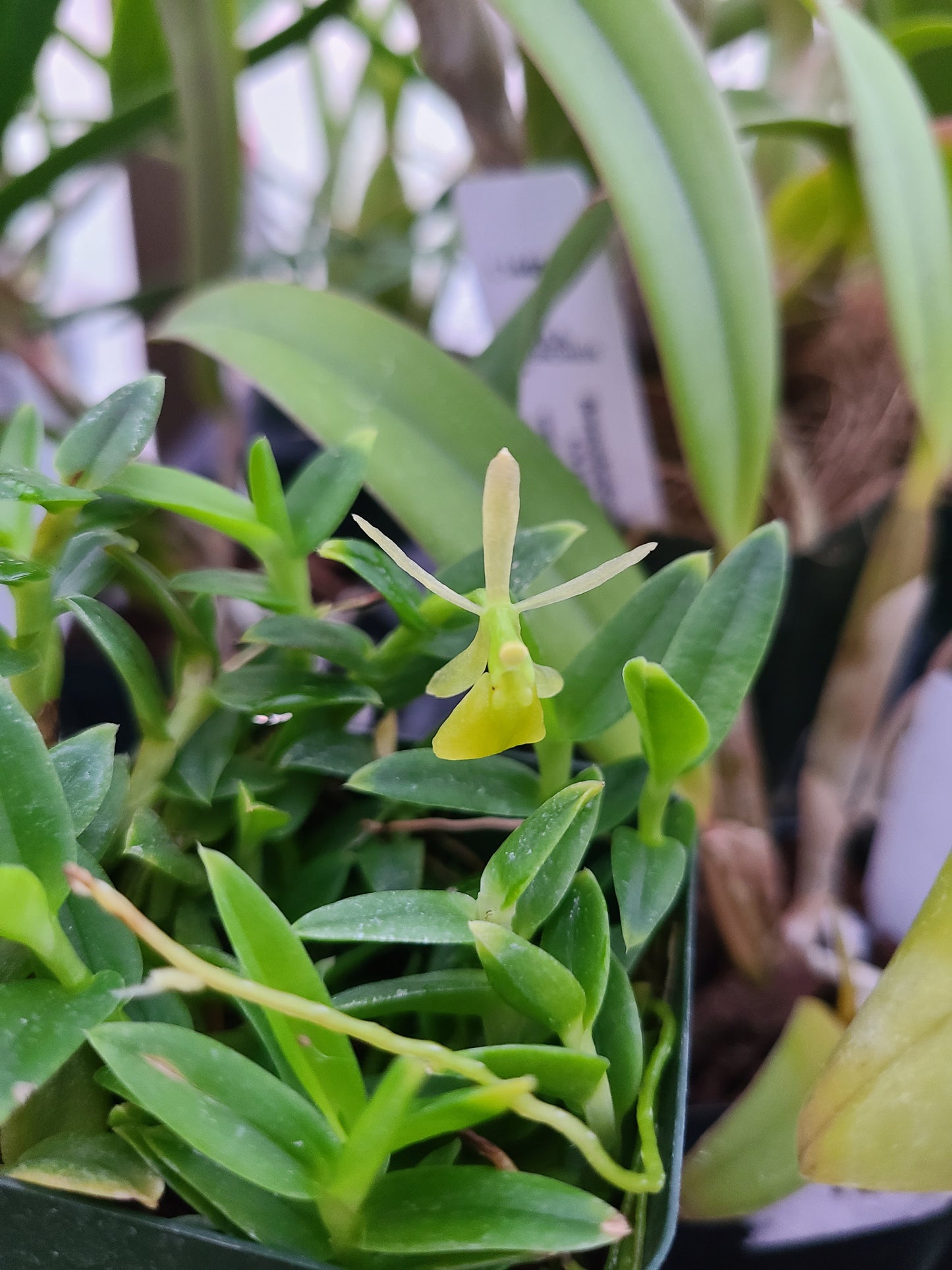 Epidendrum porpax var. alba 'Tiny Green'