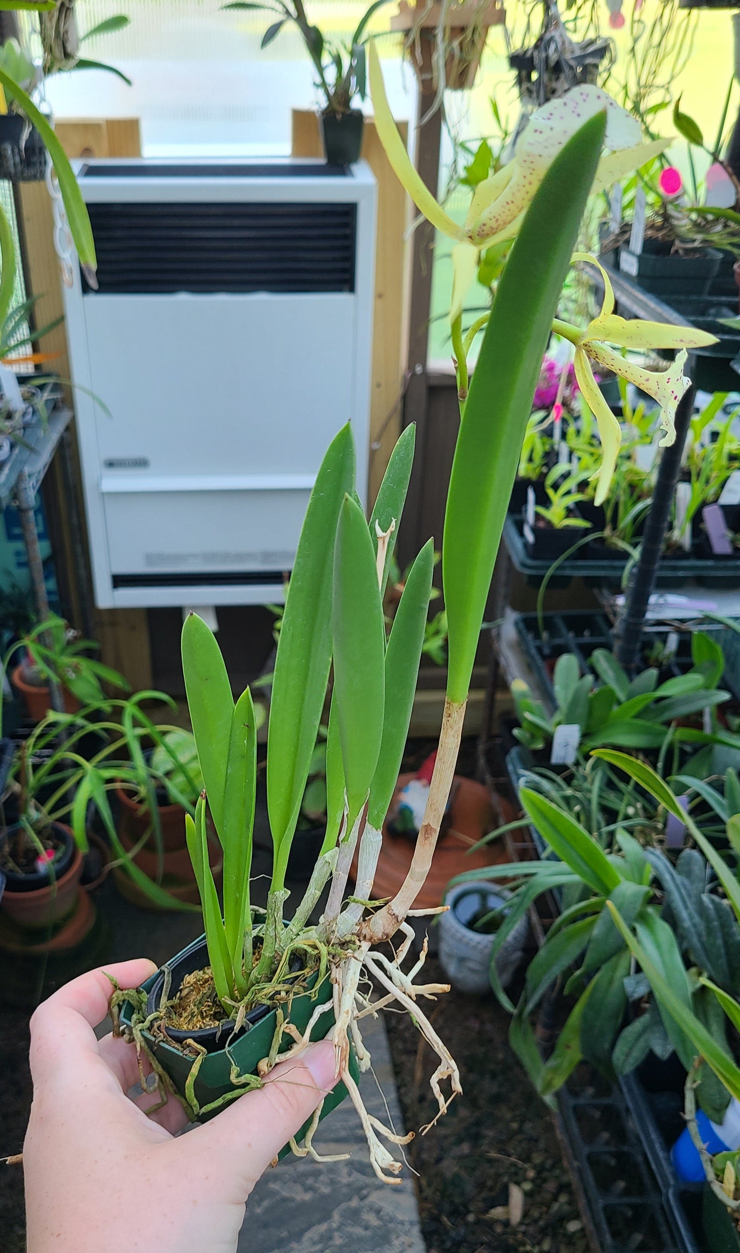 Brassocattleya Yellow Bird