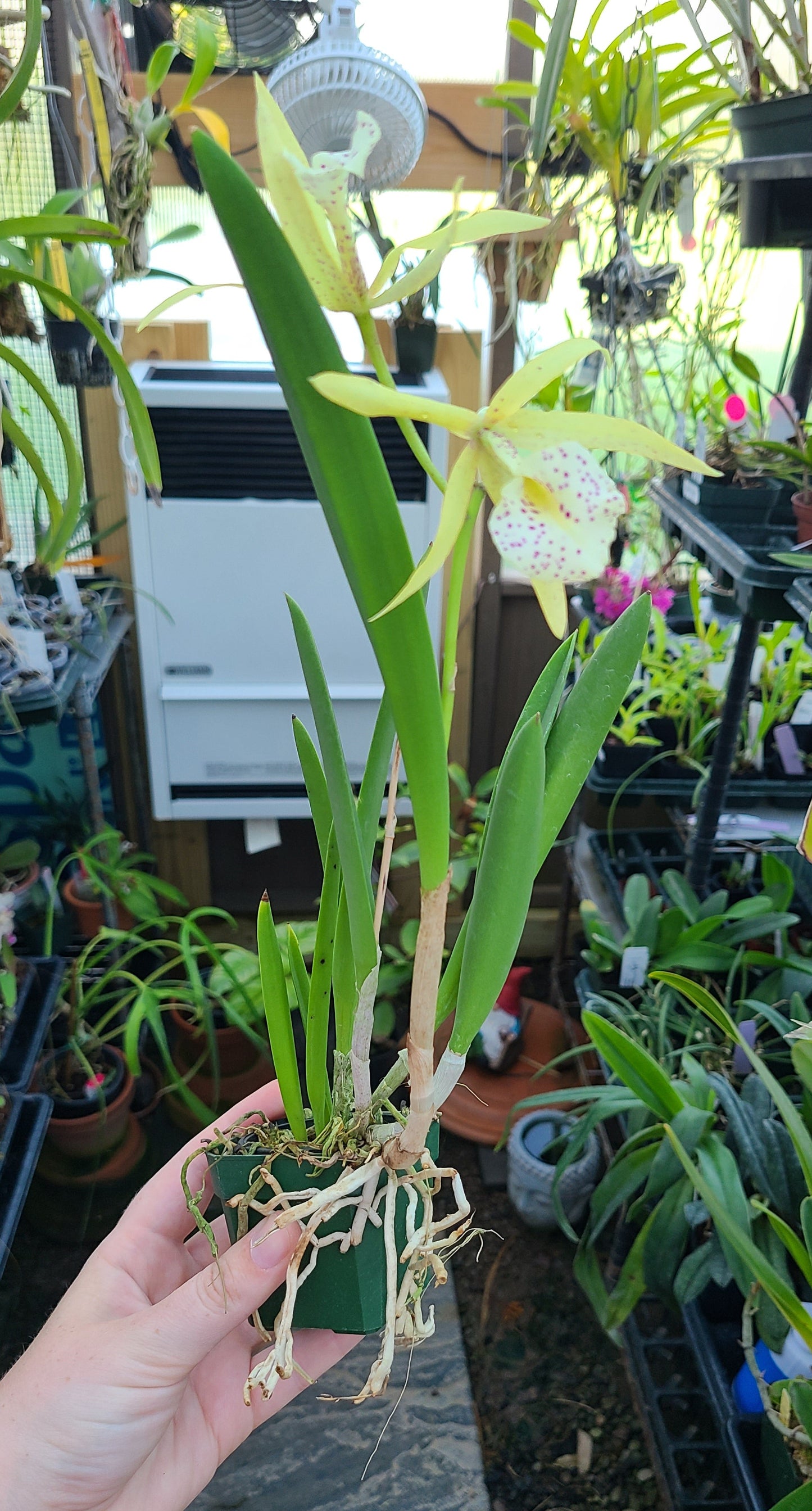 Brassocattleya Yellow Bird