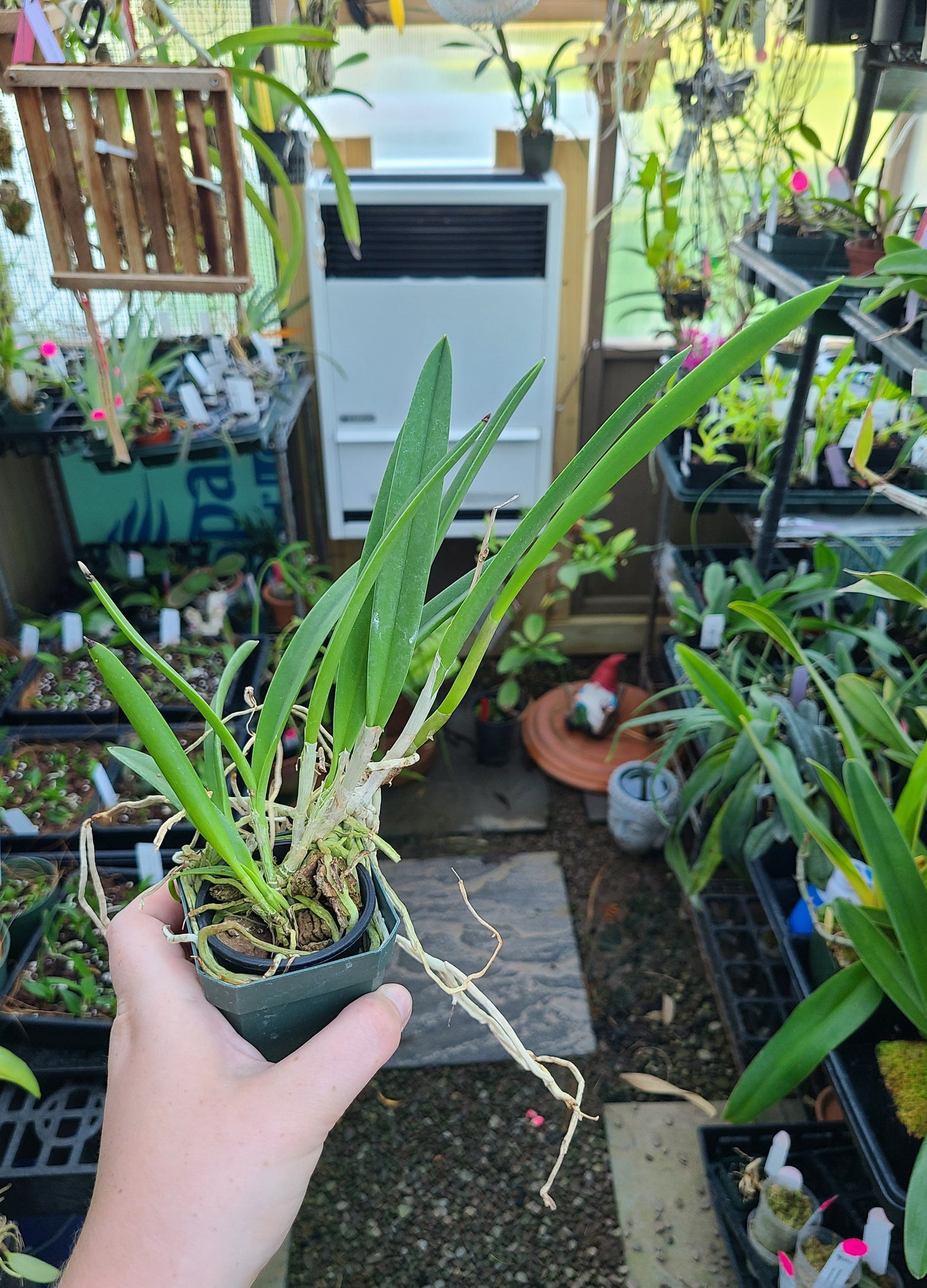 Brassocattleya Yellow Bird