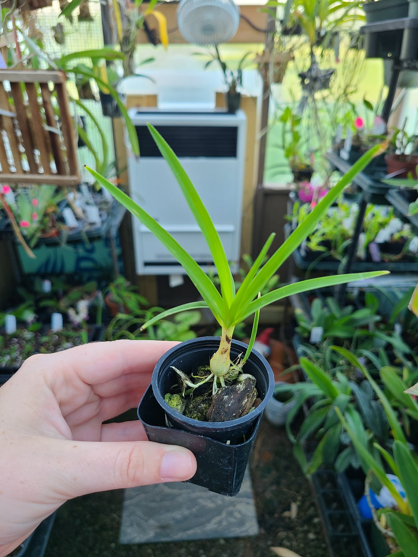 Pseudolaelia irwiniana (syn. blahae)