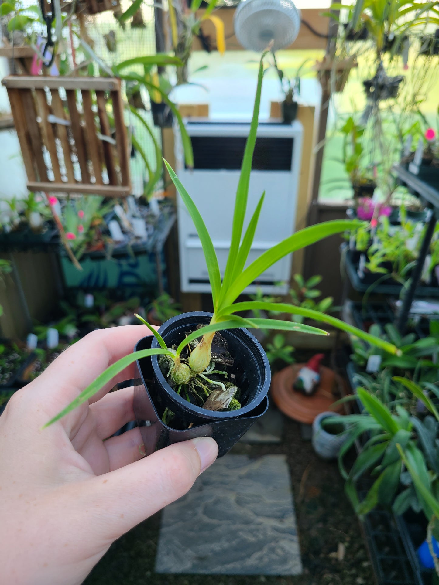 Pseudolaelia irwiniana (syn. blahae)