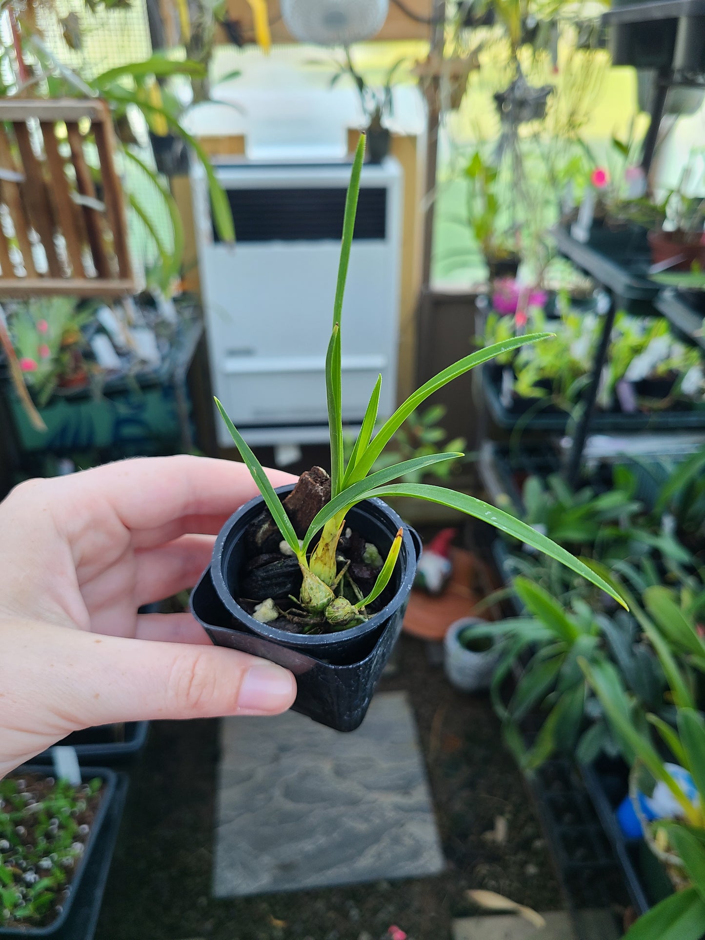 Pseudolaelia irwiniana (syn. blahae)