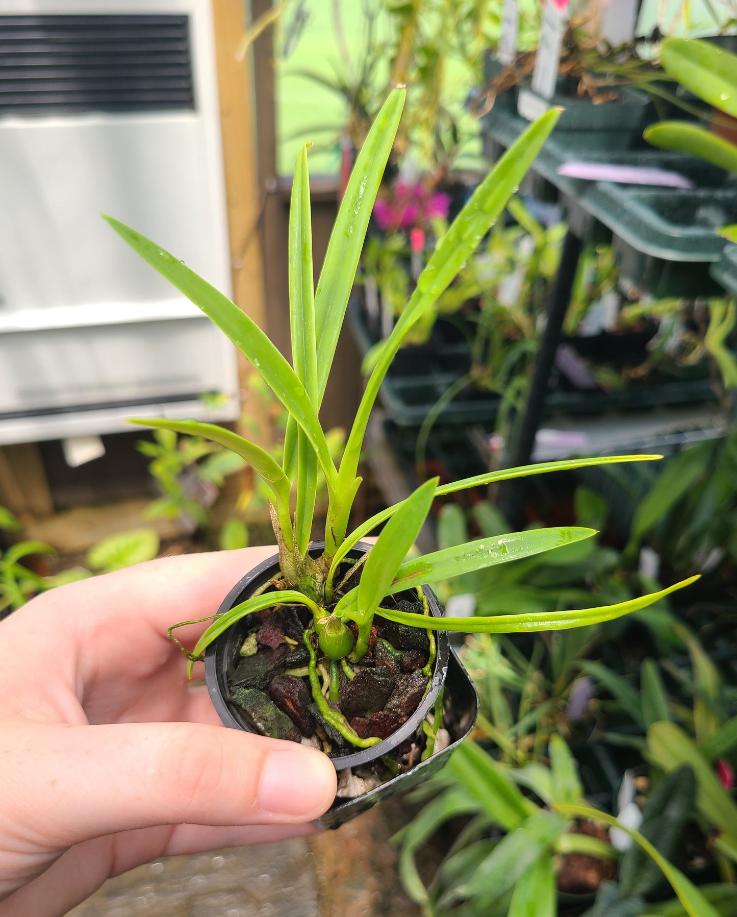 Encyclia rufa