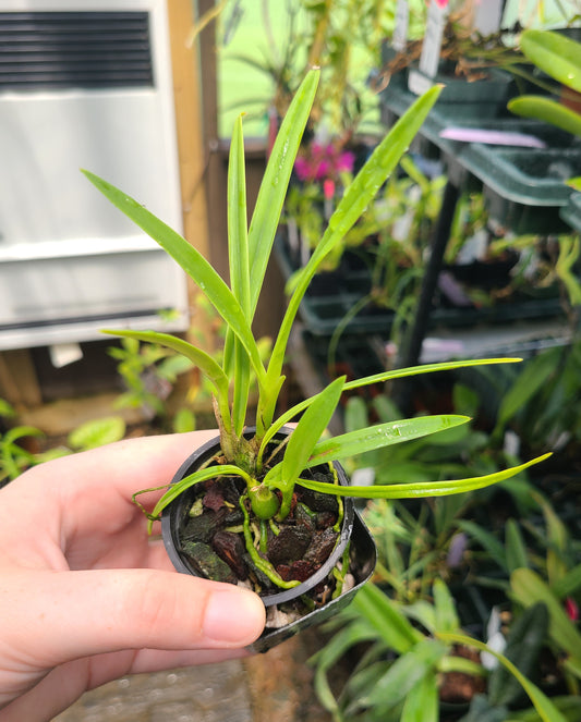 Encyclia rufa