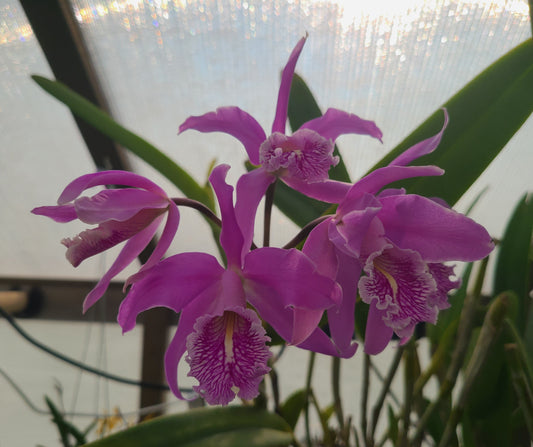 Cattleya maxima f. coerulea 'Gigi' x ('Angelo' x 'Scott')