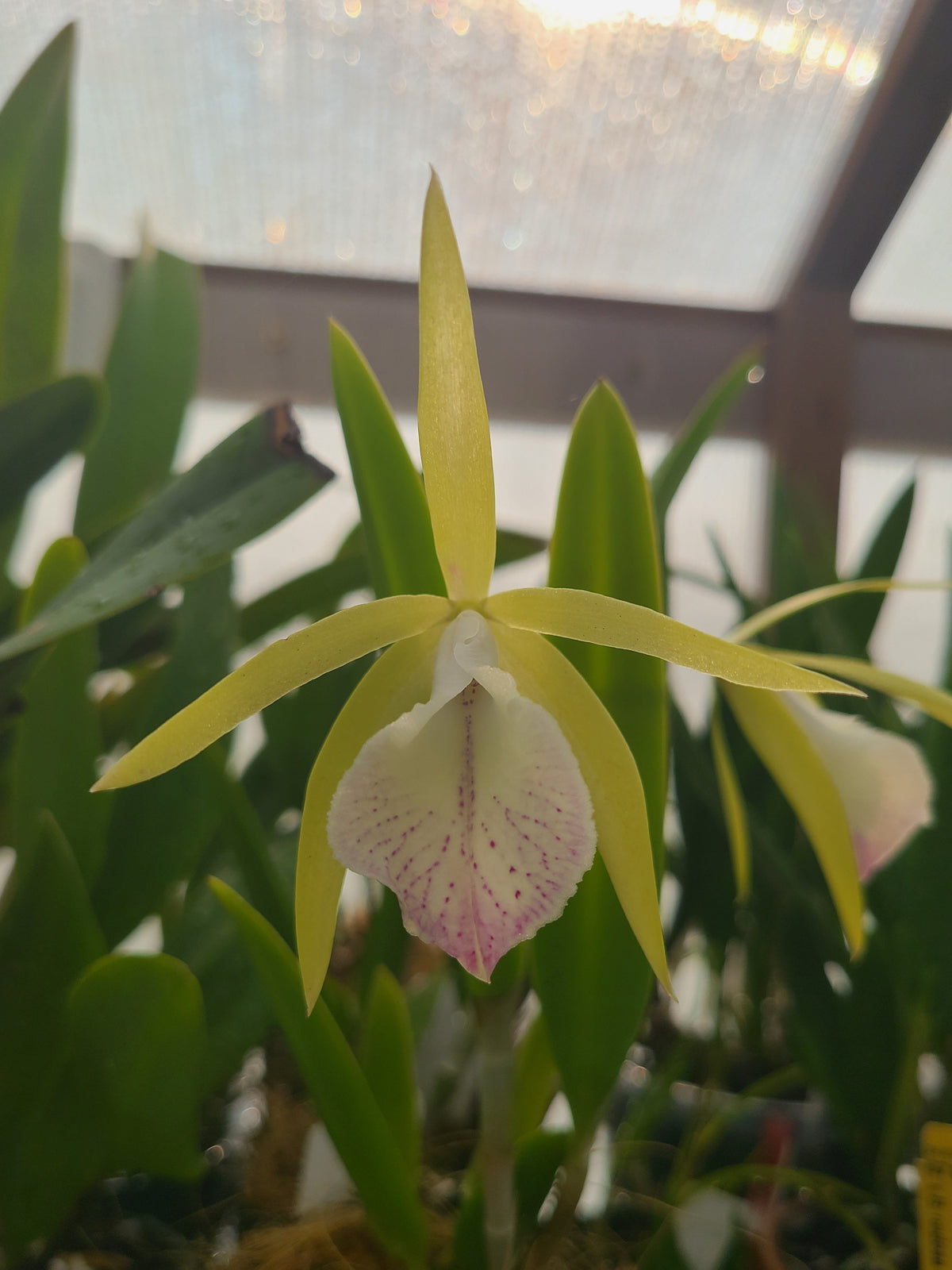 Brassocattleya Valencia Beauty