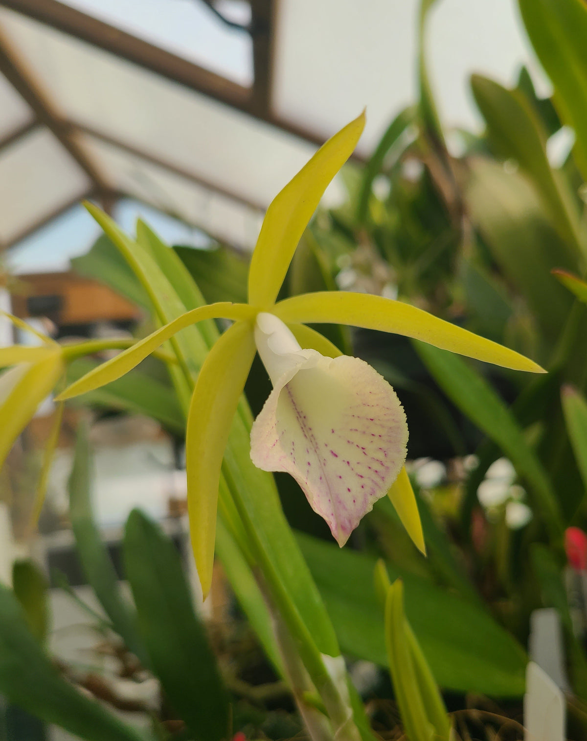 Brassocattleya Valencia Beauty