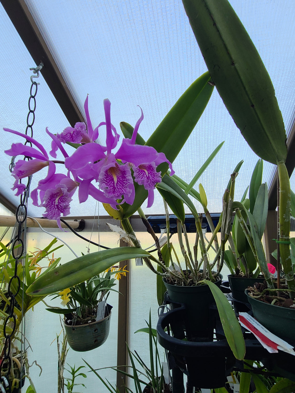 Cattleya maxima f. coerulea 'Gigi' x ('Angelo' x 'Scott')