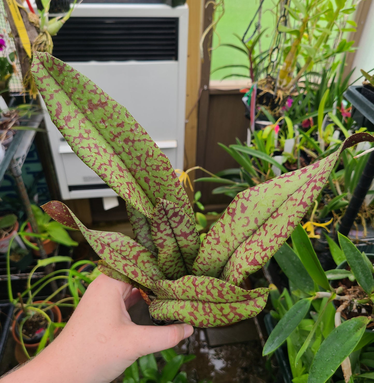 Psychopsis Mendenhall 'Hildos' FCC/AOS