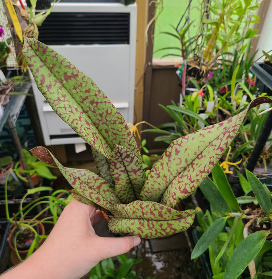 Psychopsis Mendenhall 'Hildos' FCC/AOS