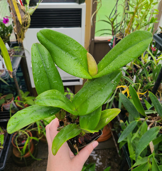 Rhyncattleanthe Dan O'Neill 'Jubilee' HCC/AOS