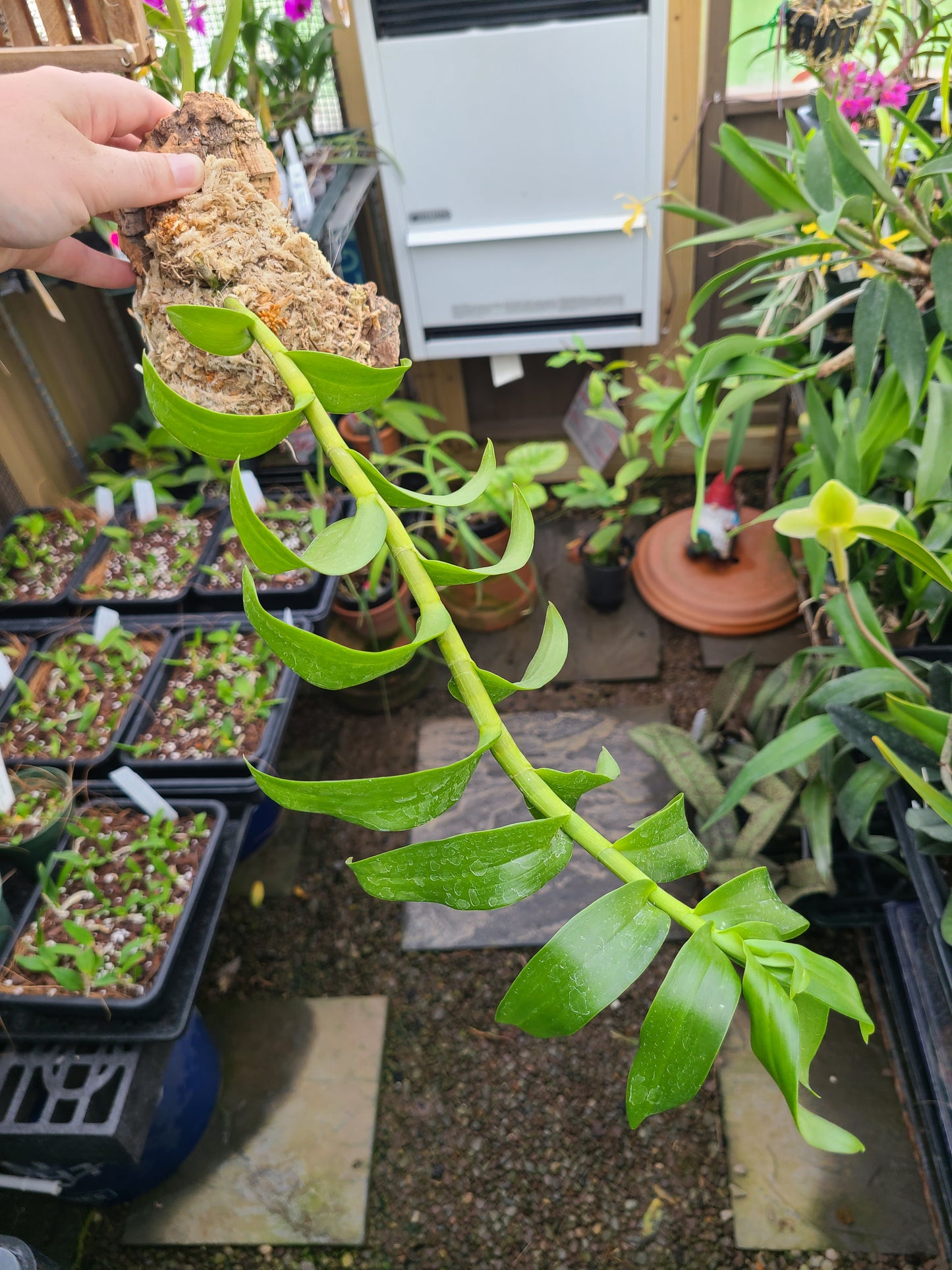 Dendrobium anosmum 'Touch of Class'