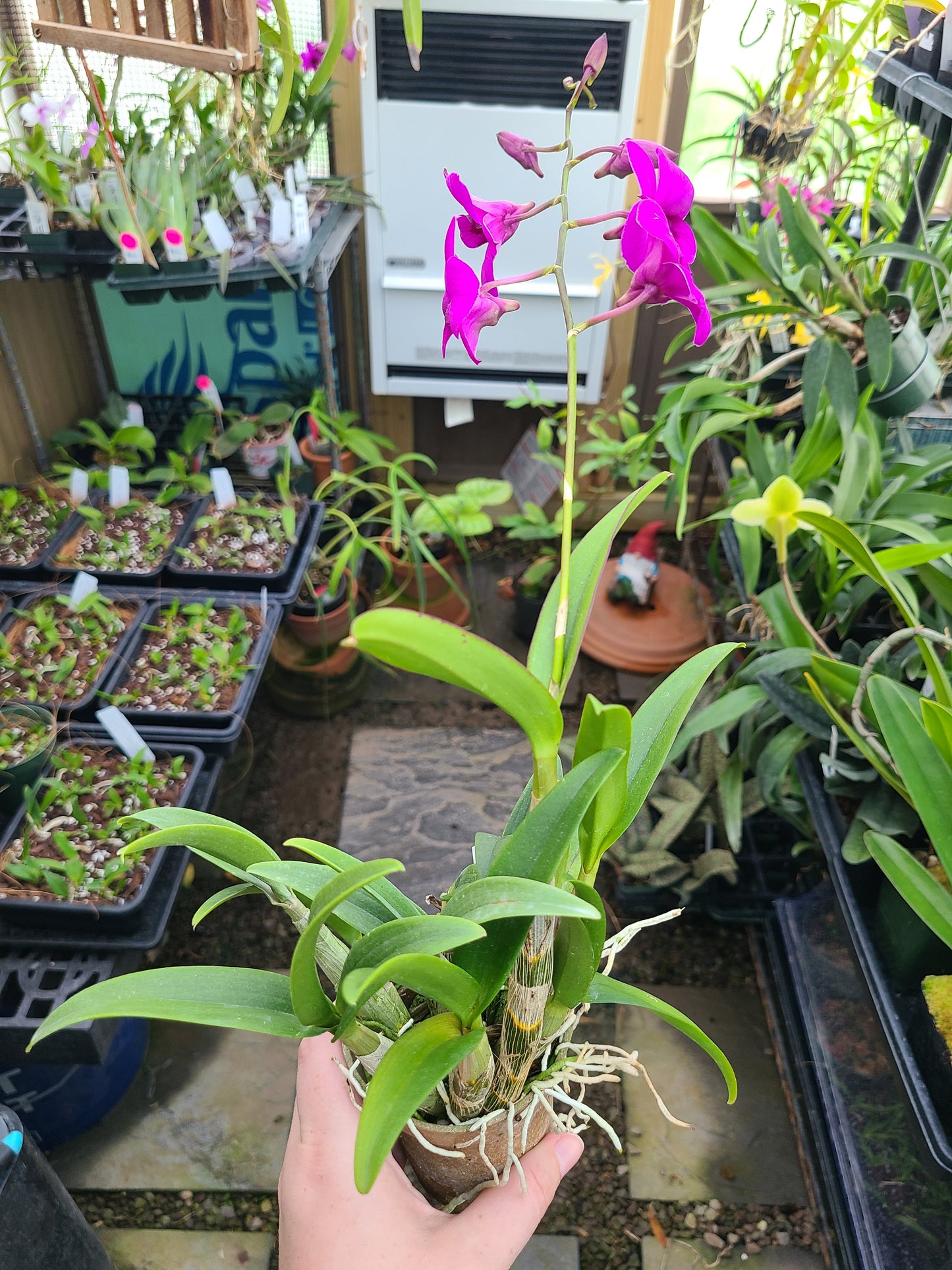 Dendrobium Enobi Purple 'Little Plum'