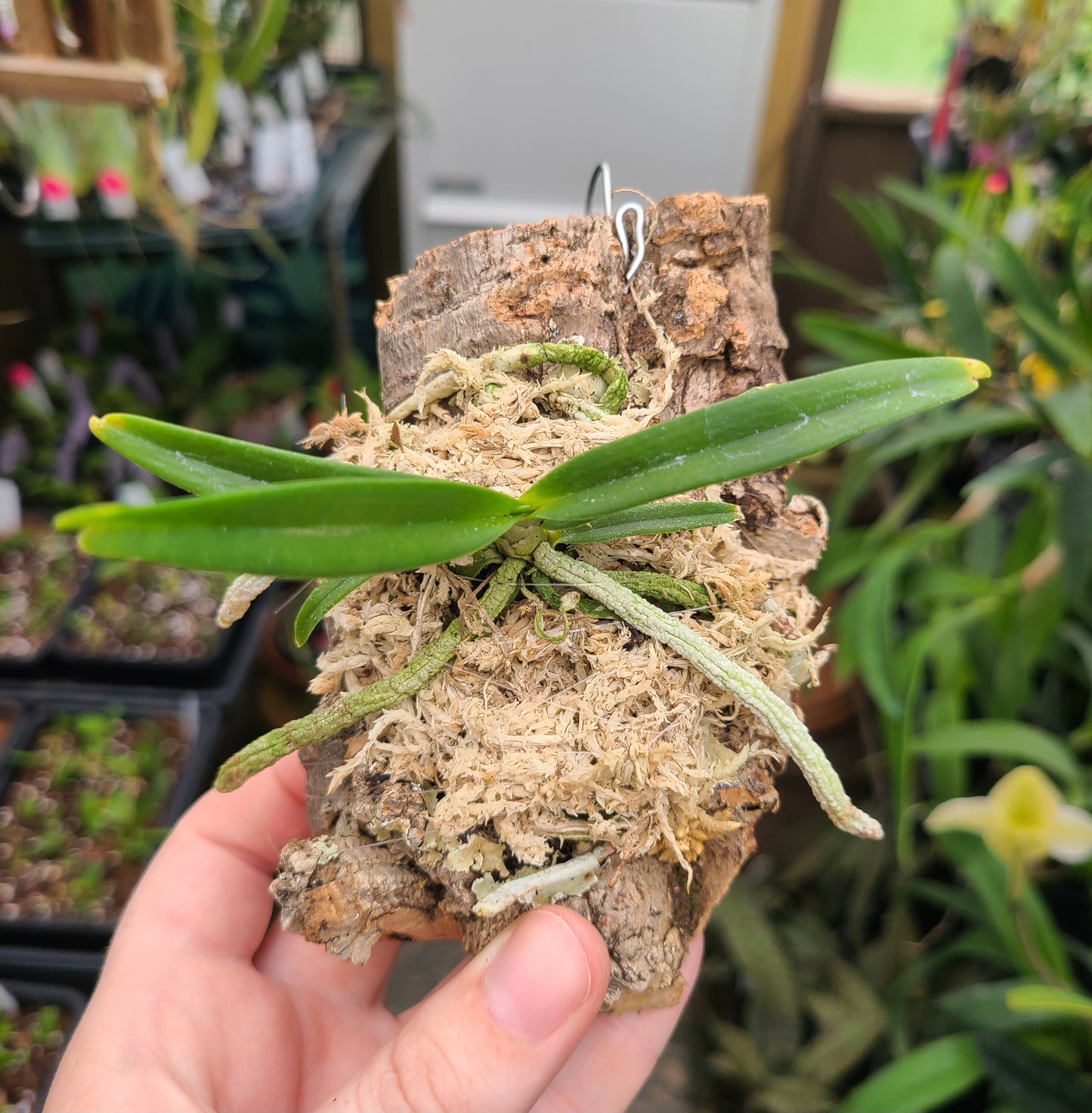 Angraecum elephantinum