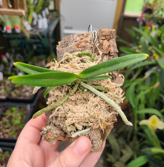 Angraecum elephantinum