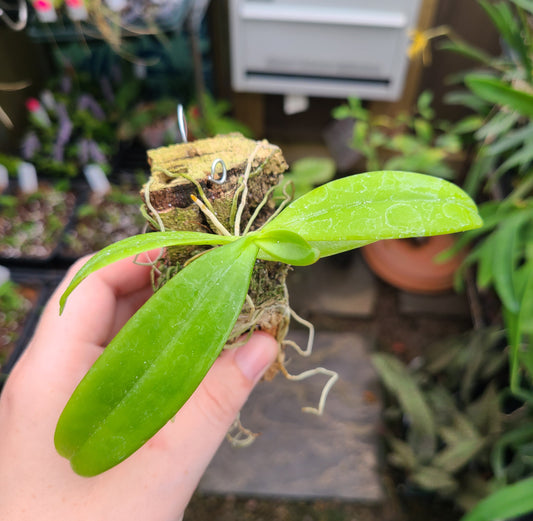 Aerangis hariotiana
