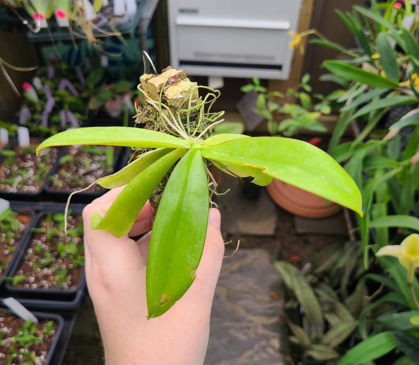 Aerangis hariotiana