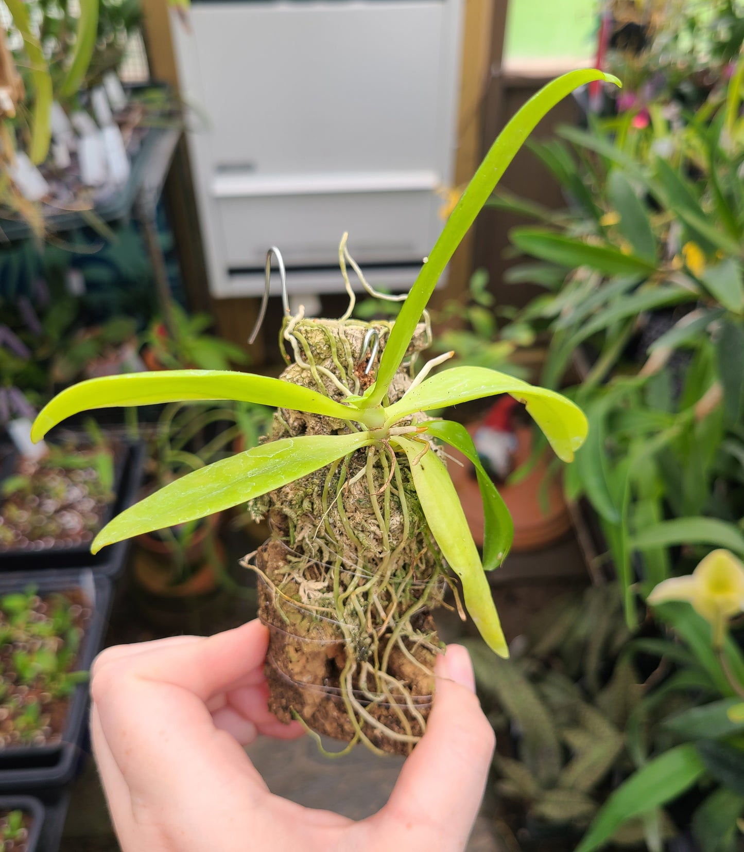 Aerangis hariotiana