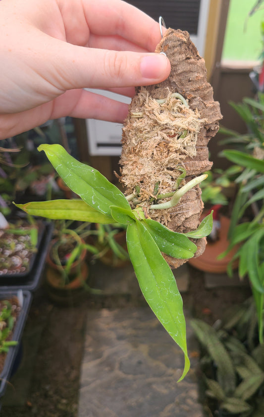 Sobennikoffia robusta