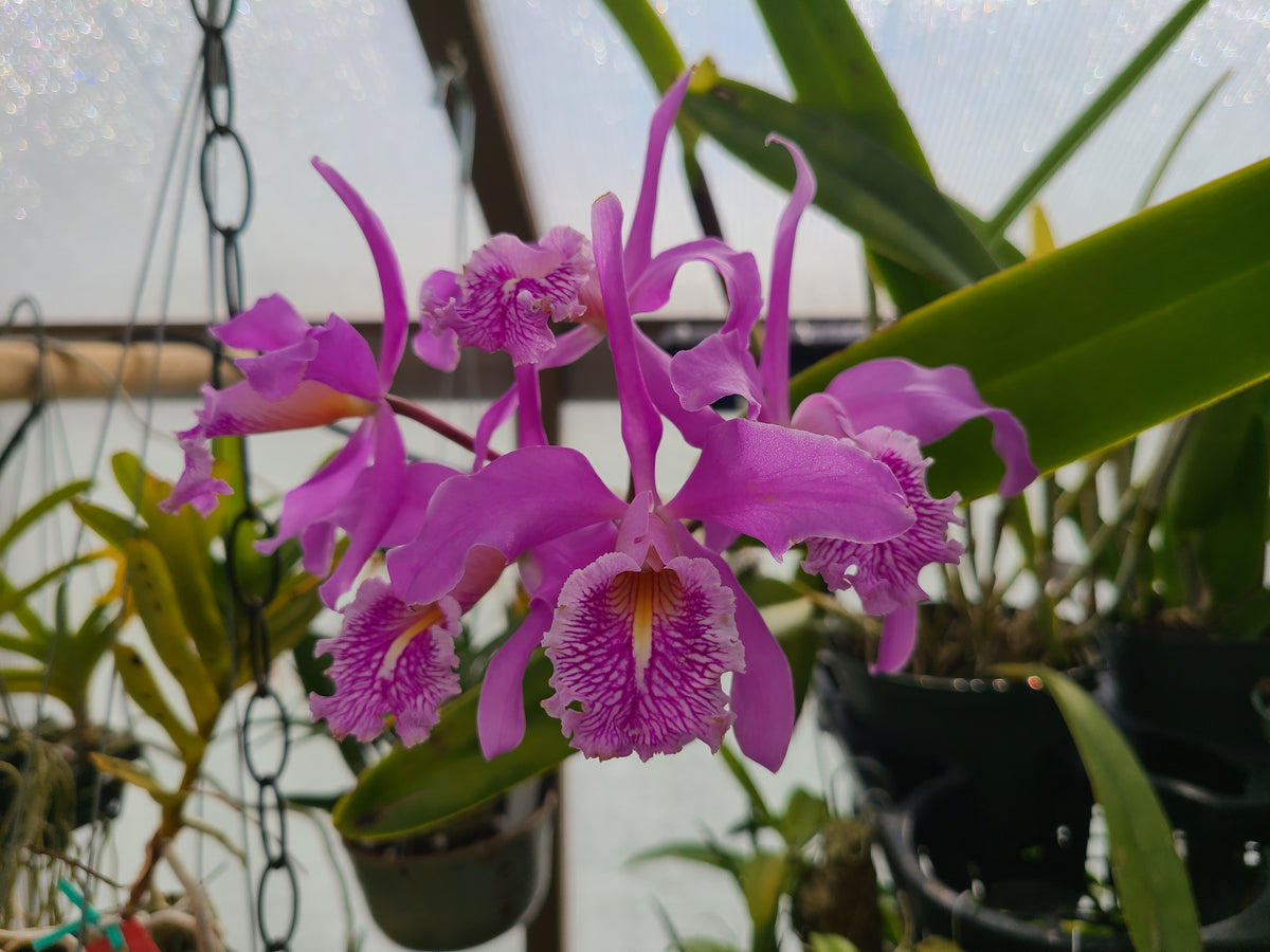 Cattleya maxima f. coerulea 'Gigi' x ('Angelo' x 'Scott')