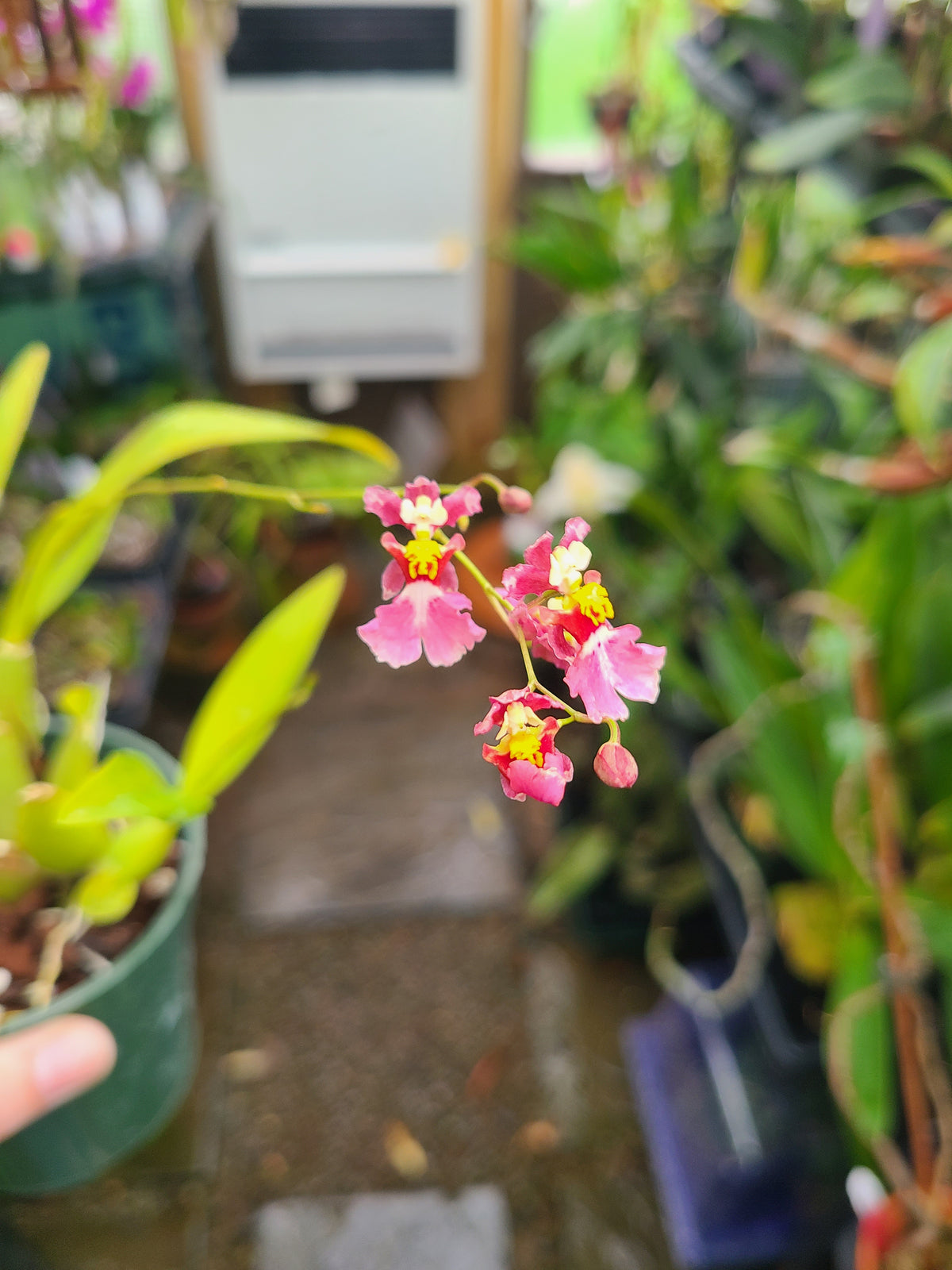 Oncidium hybrid