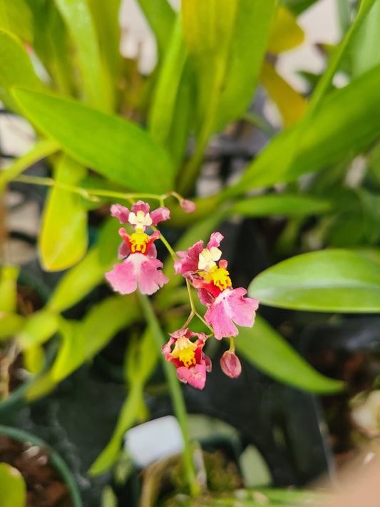 Oncidium hybrid