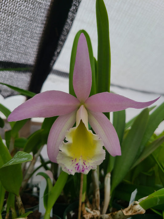 Rhyncholaeliocattleya Donna Kimura x Brassavola nodosa