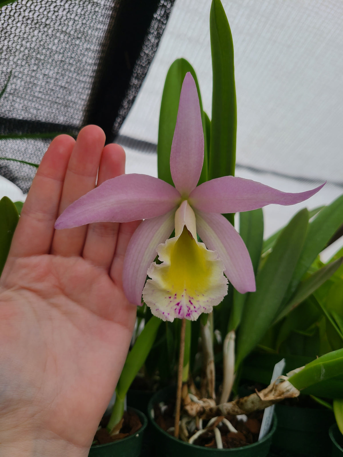 Rhyncholaeliocattleya Donna Kimura x Brassavola nodosa