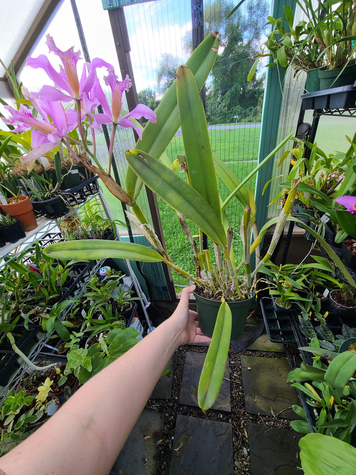Cattleya maxima f. coerulea 'Gigi' x ('Angelo' x 'Scott')