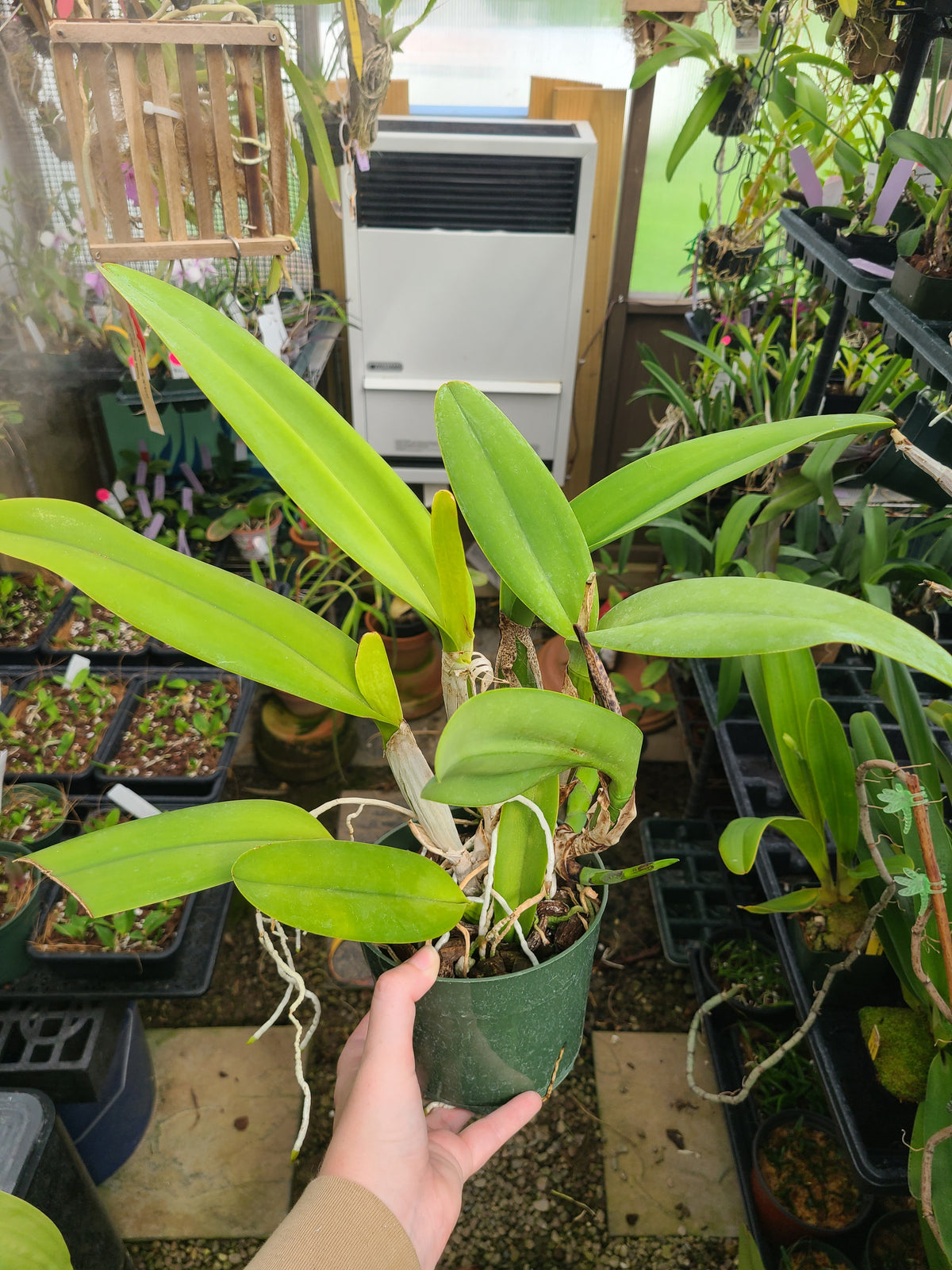 Rhyncattleanthe Hsinying Catherine 'Hakucho'