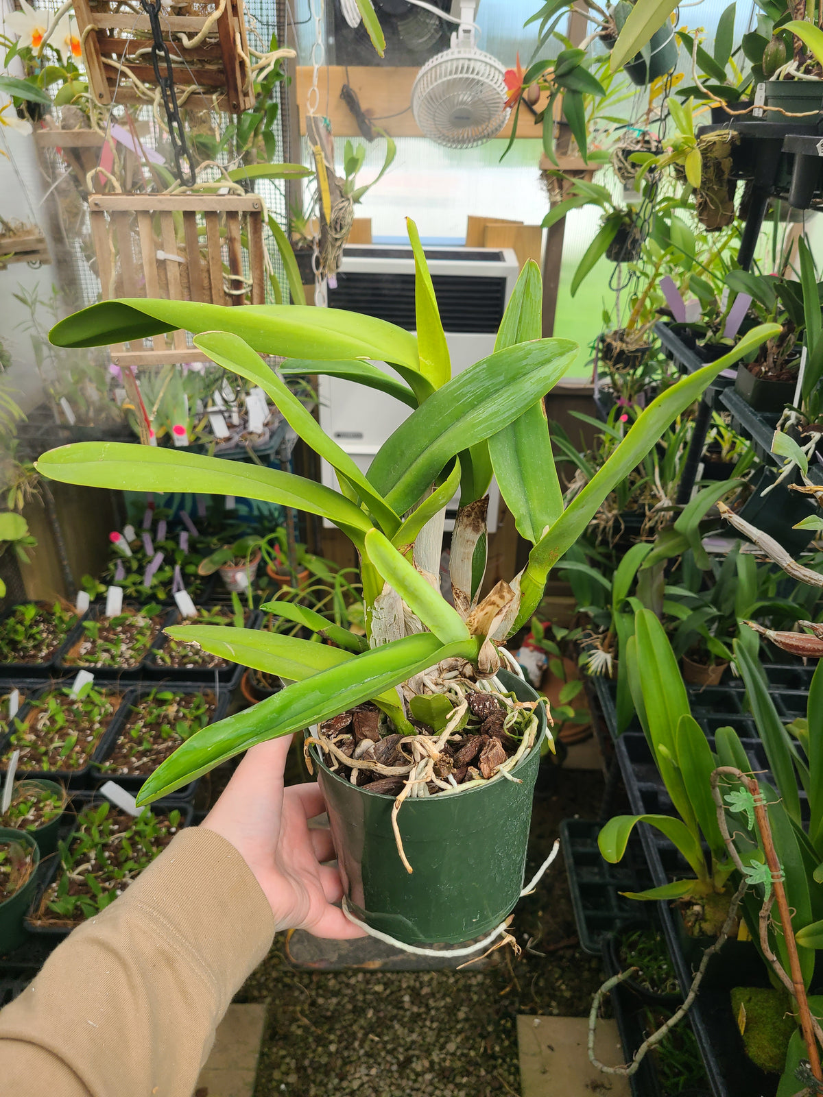 Rhyncattleanthe Hsinying Catherine 'Hakucho'