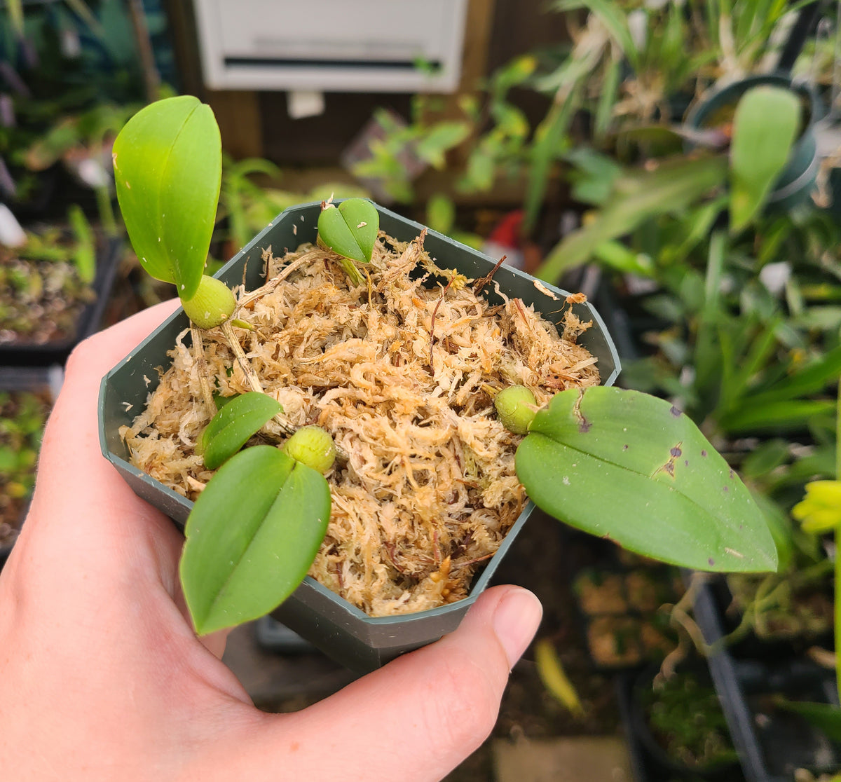 Bulbophyllum membranaceum
