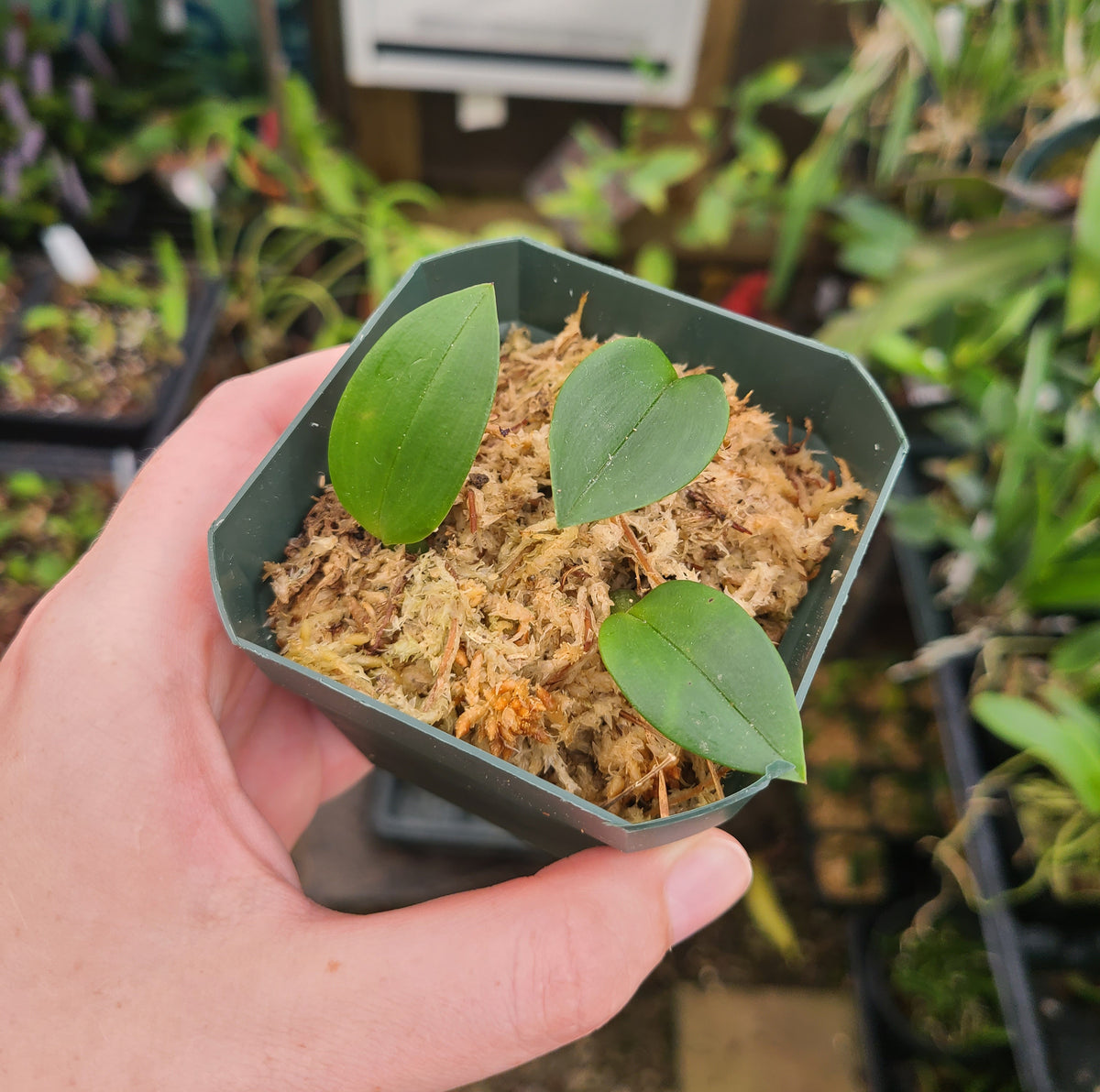 Bulbophyllum membranaceum