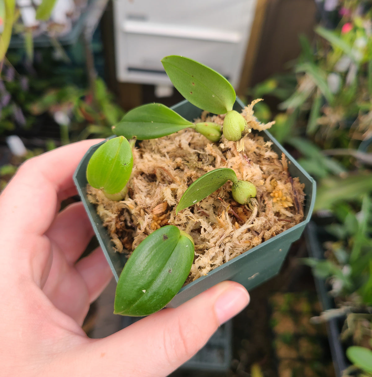 Bulbophyllum membranaceum