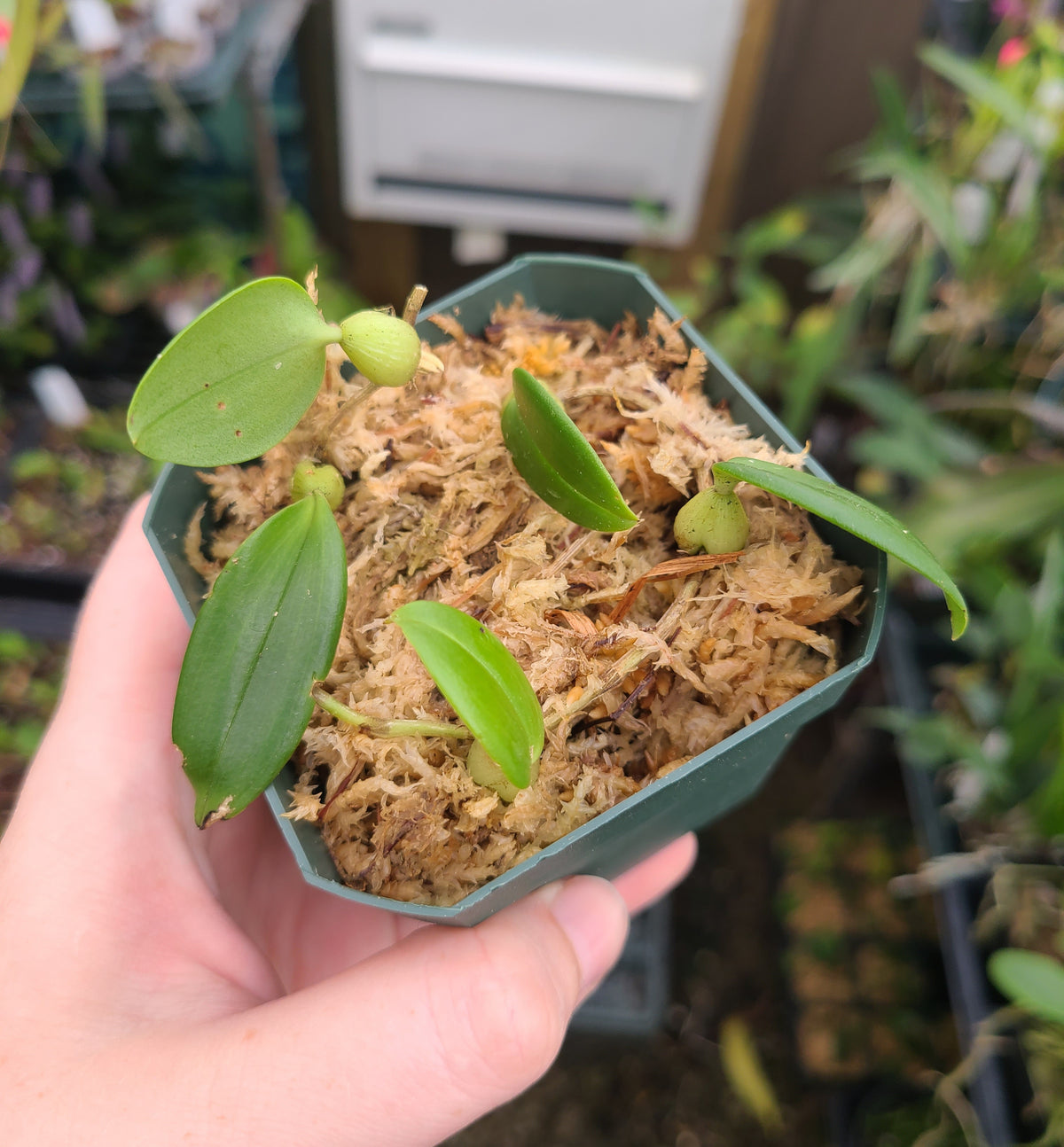 Bulbophyllum membranaceum