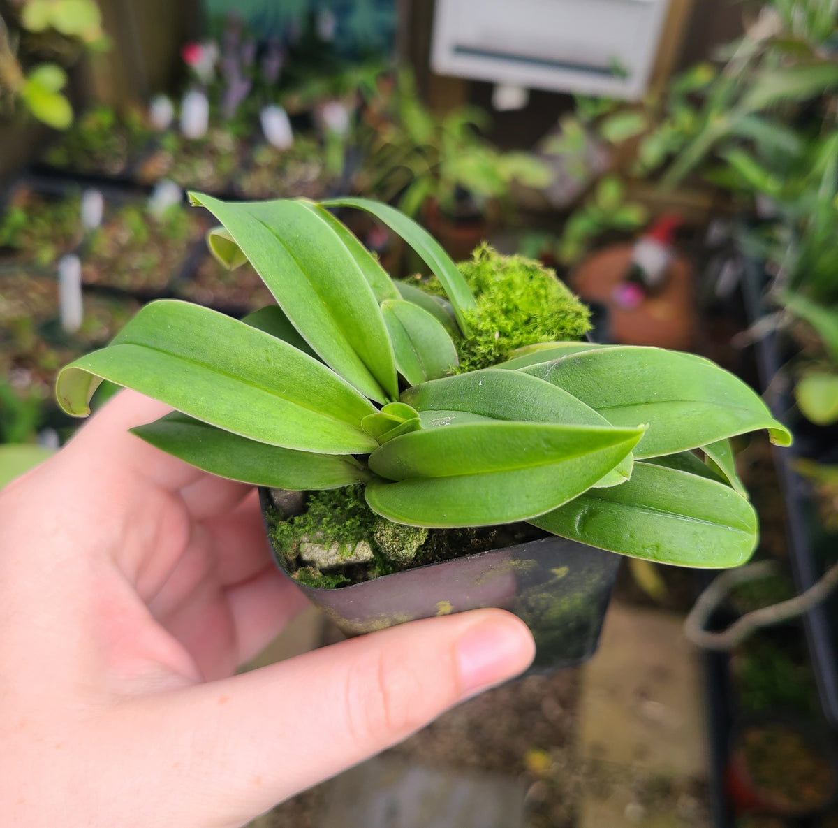 Paphiopedilum Little Trouble