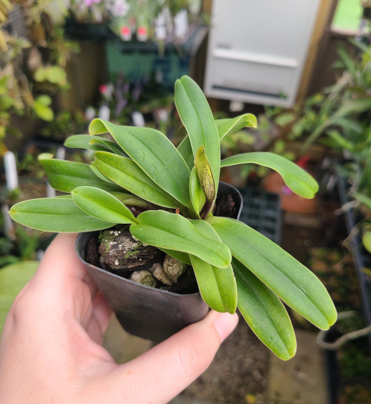 Paphiopedilum Little Trouble